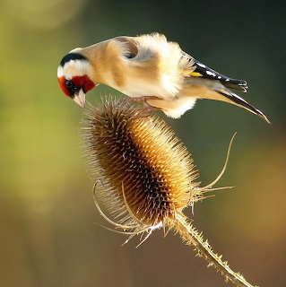 European Goldfinch on Teasel