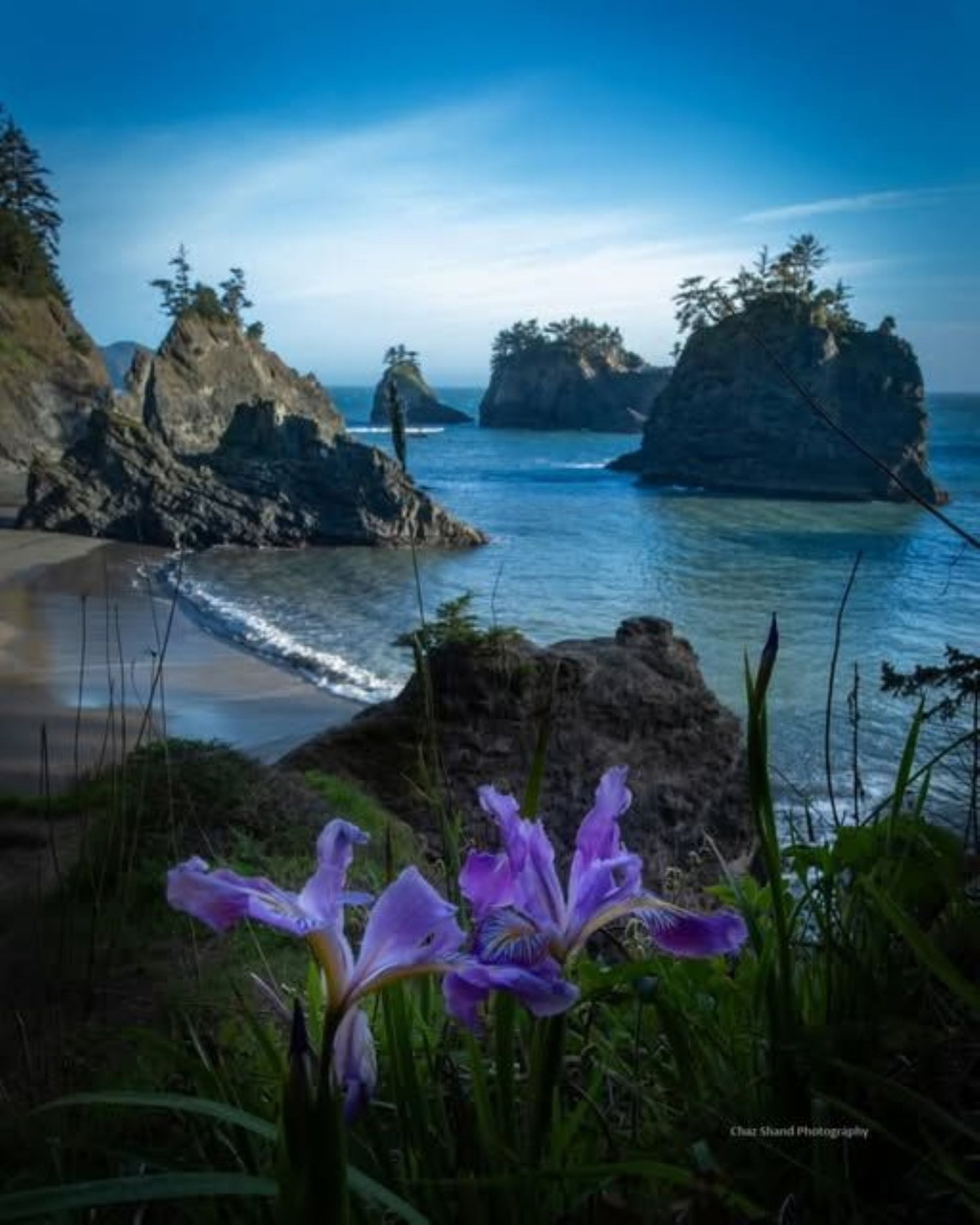 Purple wildflowers in the foreground overlooking a rocky Oregon coast cove with sea stacks and blue water