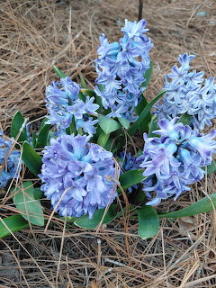 Cluster of blue-purple hyacinth flowers surrounded by dry brown straw and grass