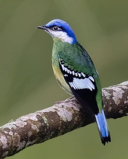 Green Cochoa Bird