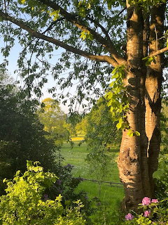 Large tree trunk framing a green countryside meadow with lush foliage in golden sunlight
