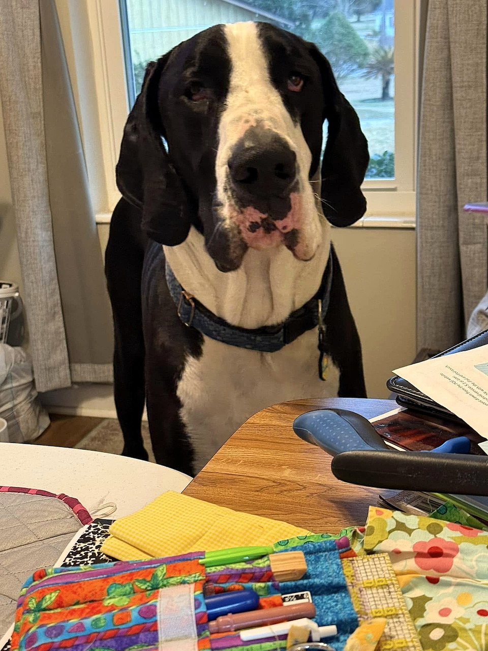 Black and white Great Dane dog standing at a table with colorful fabric and craft supplies indoors