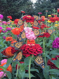 Monarch butterflies on vibrant zinnia flowers in pink, orange, red and purple hues in a garden
