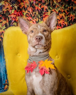 Dog on Yellow Chair Autumn