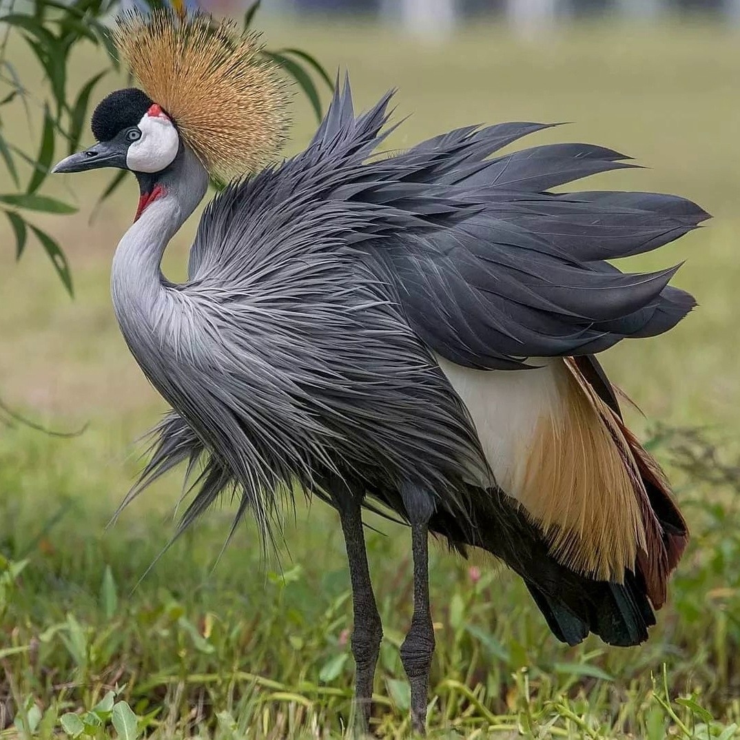 Grey crowned crane standing in grass with a golden crest and grey feathers