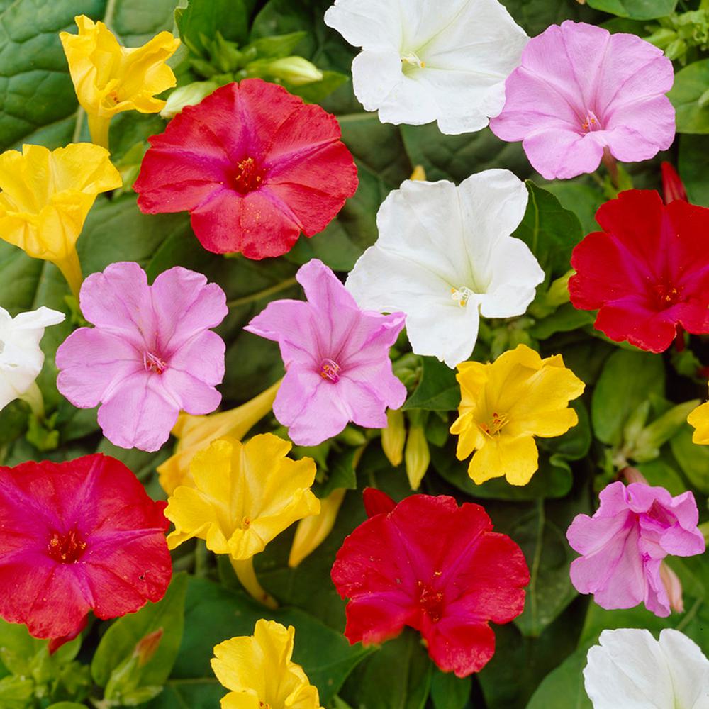 Four O'Clock Blooms