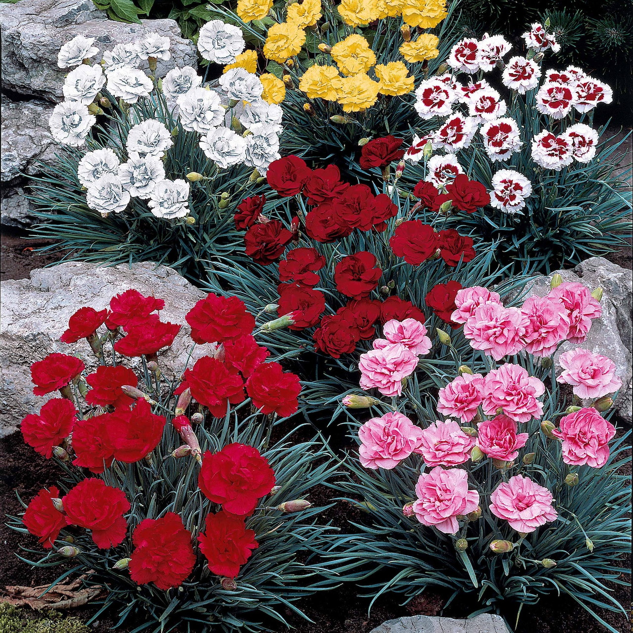 Colorful dianthus flowers in red, white, yellow, pink, and bicolor varieties growing in a rock garden