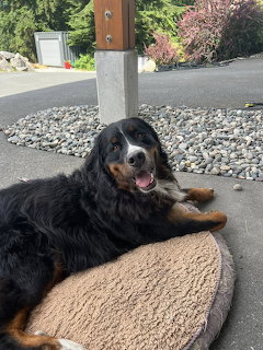 Bernese Mountain Dog lying on a tan mat in a driveway, tongue out, with gravel and plants behind