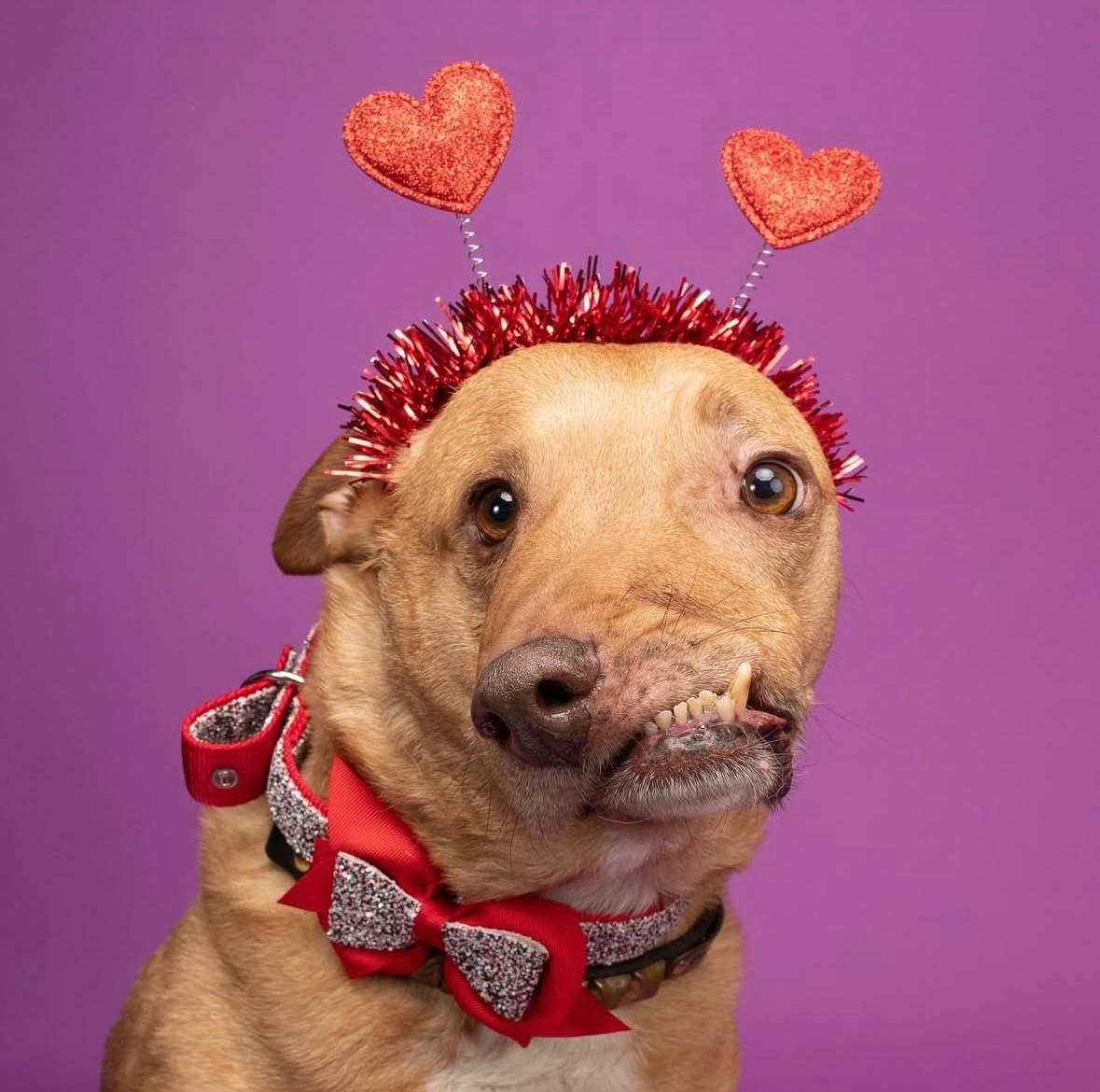 Dog Valentine Costume