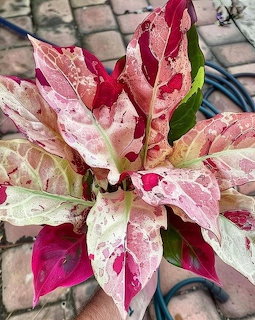 Top-down view of a variegated Dieffenbachia plant with pink, white and green mottled leaves on brick pavement