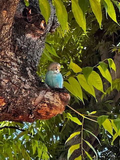 Blue Parakeet in Tree