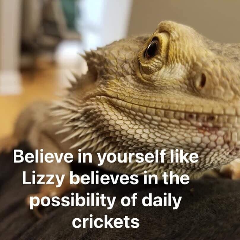Lizzie the Lizard