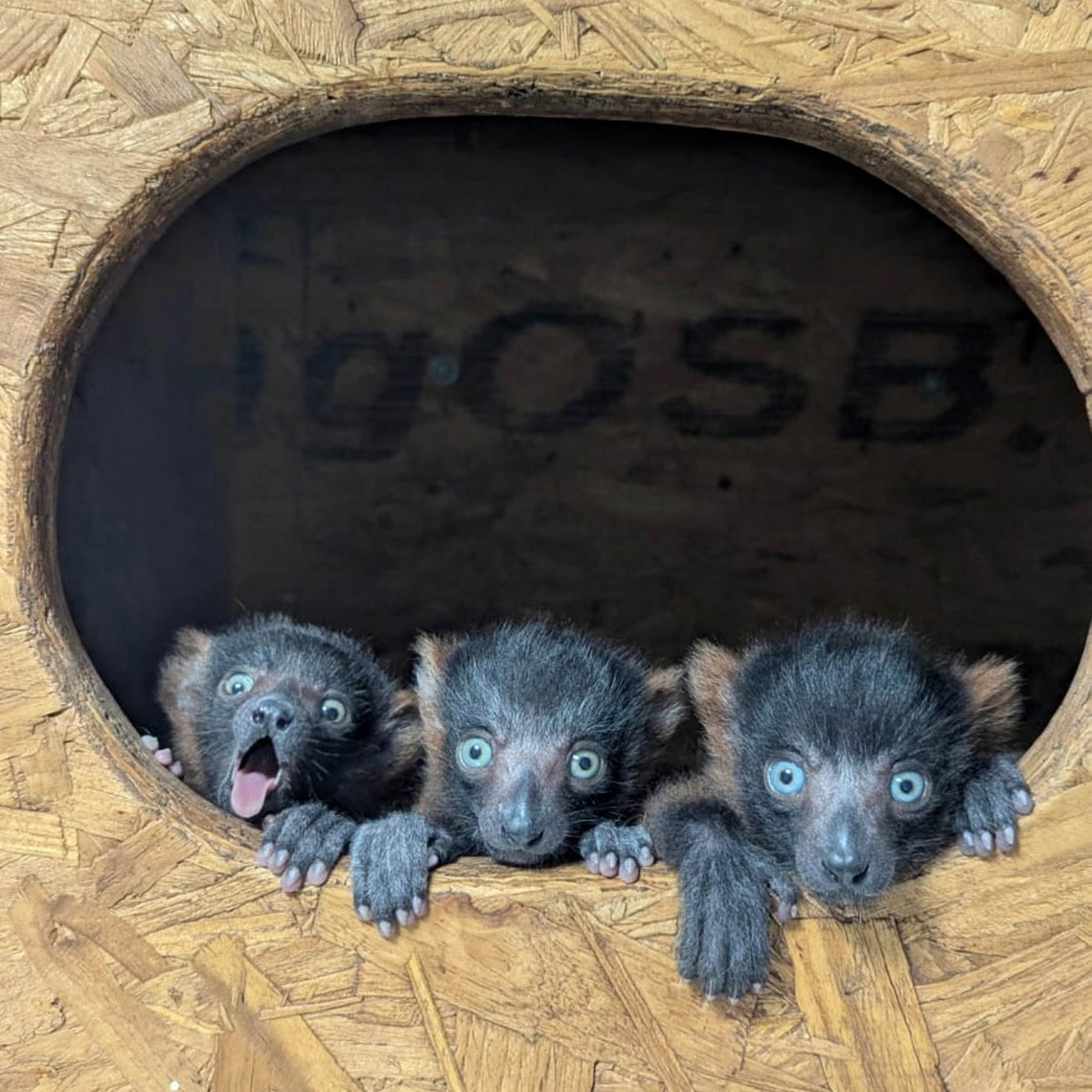 Three baby black lemurs with blue eyes peeking out of an oval hole in a wooden nesting box