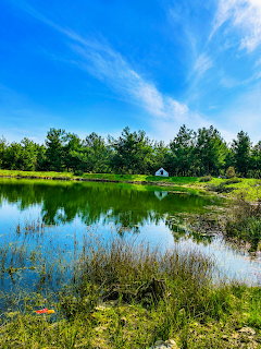 Green pond reflecting trees and blue sky with a small white building in the background