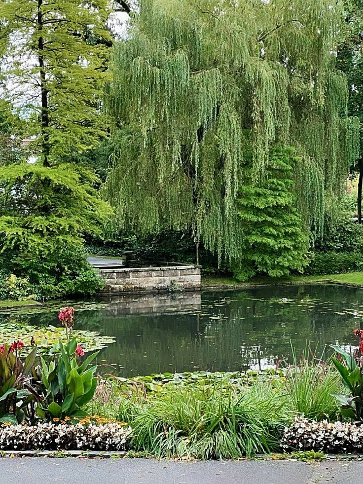 Weeping willow beside a garden pond with flowers, shrubs, and stone steps