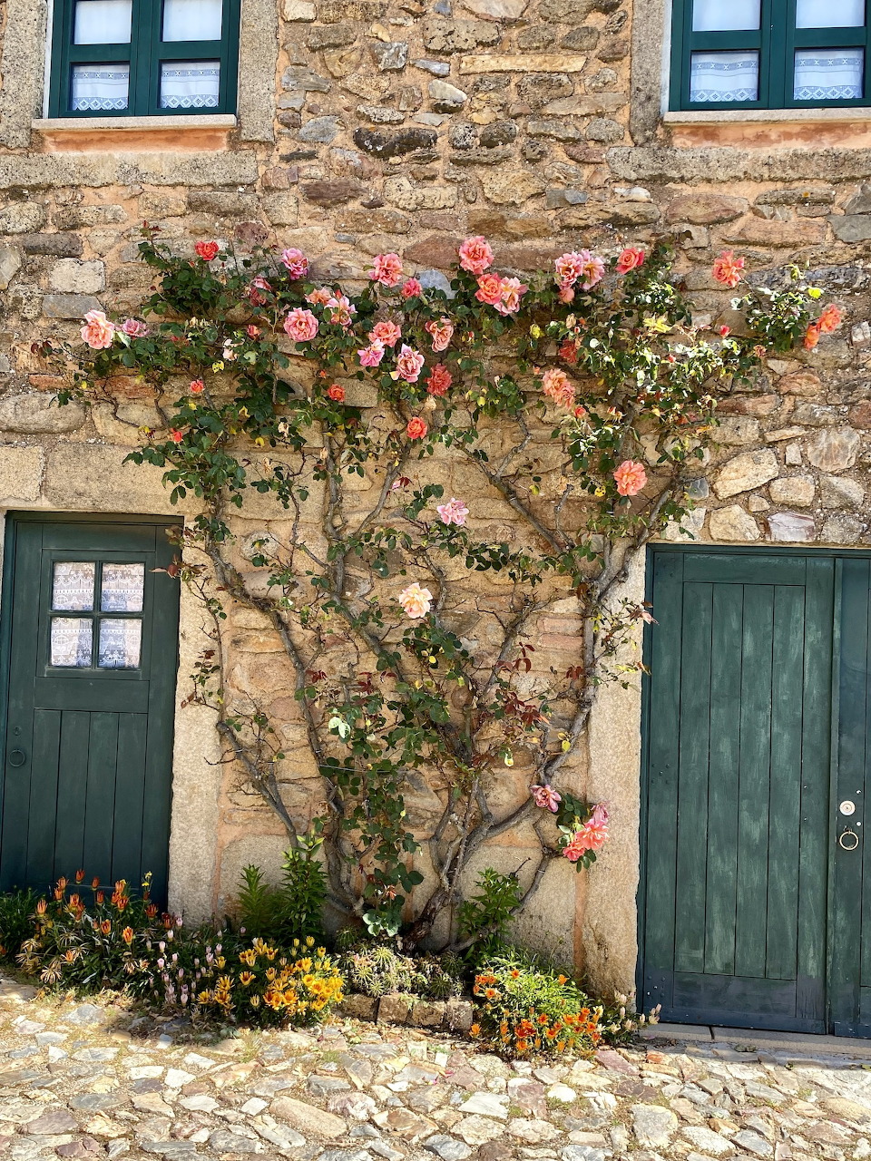 Stone cottage with pink climbing roses, green shutters and door, cobblestone ground