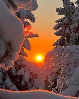 Winter Sunset Snow Trees