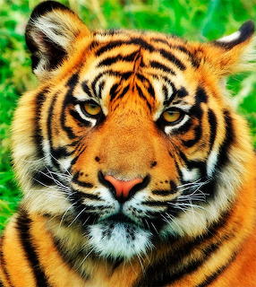 Close-up of a tiger's face with orange fur, black stripes, and intense gaze against green foliage background