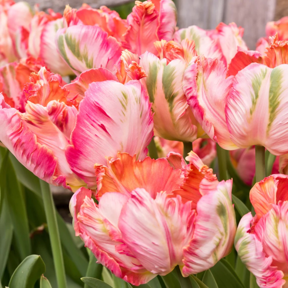 Colorful parrot tulips with ruffled pink and coral petals in full bloom