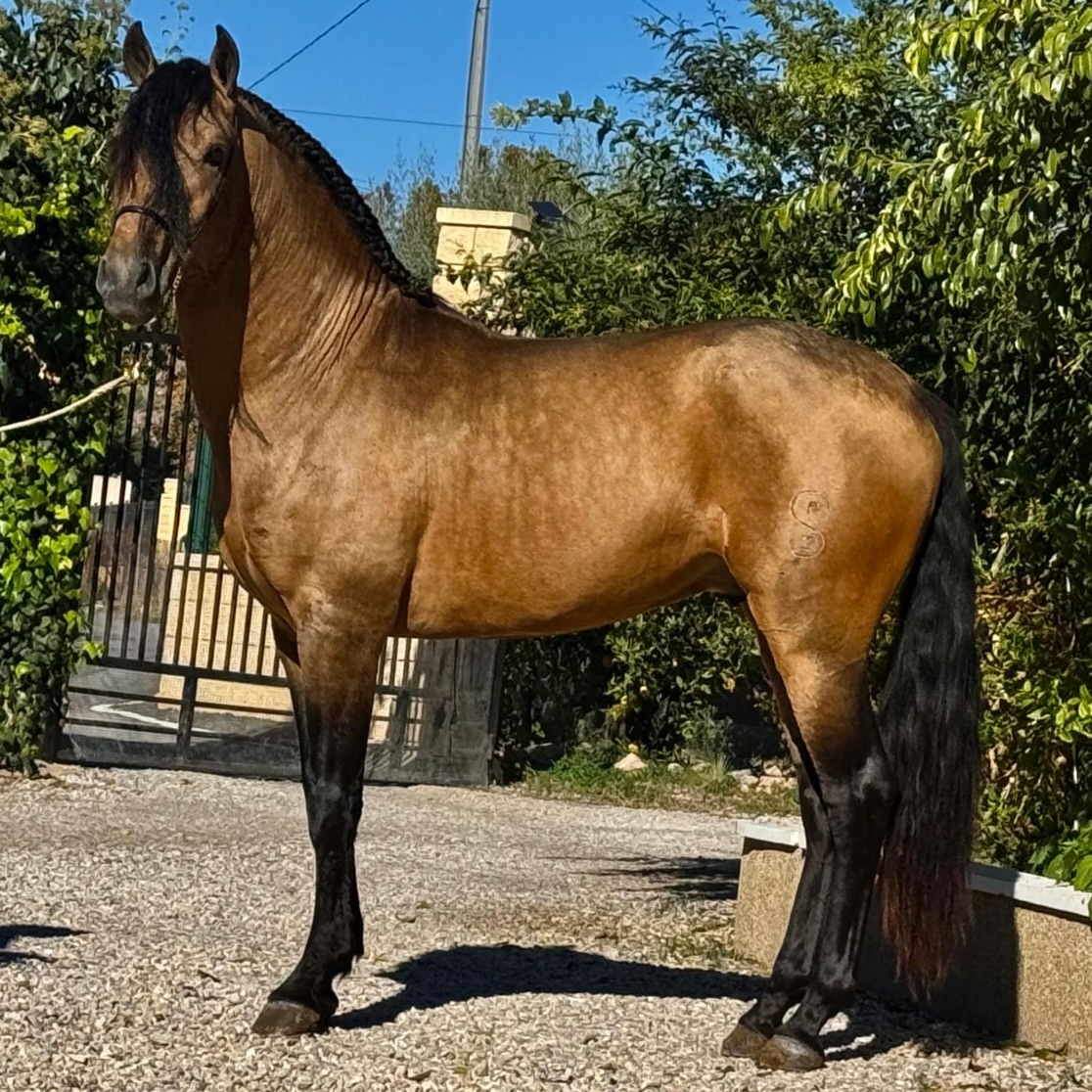 Brown horse with black mane standing on pavement in sunny outdoor setting