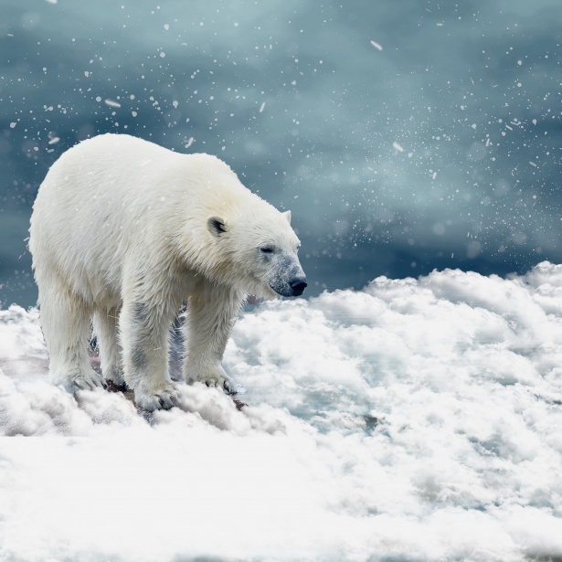 Polar bear standing on ice and snow in arctic environment