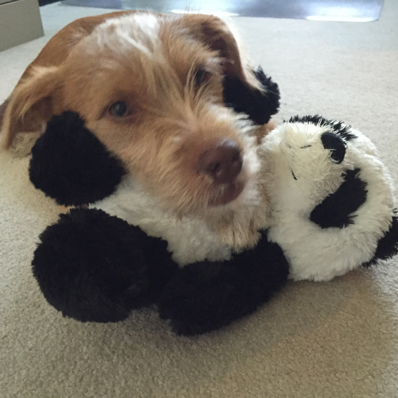 Dog With Panda Toy
