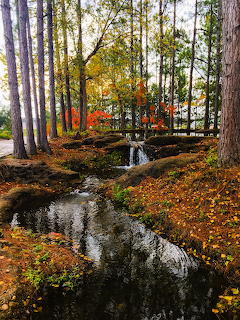 Fall trees with orange and yellow foliage around a stream covered in autumn leaves