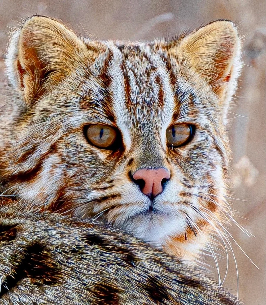 Close-up face of a wild cat with golden eyes, striped fur pattern, and pink nose