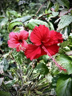 Red Hibiscus Flowers