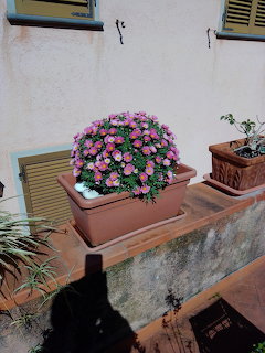 Pink margherite daisies bloming in a rectangular teracotta planter on a stone ledge outside a building