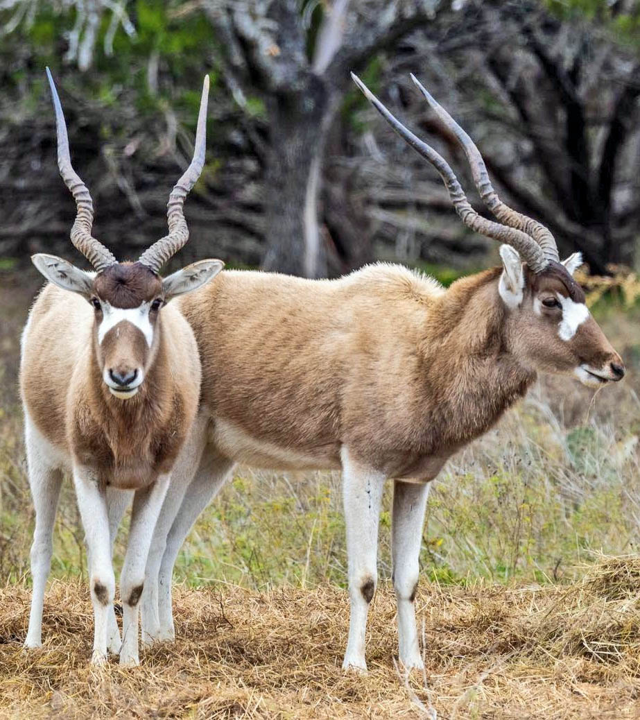 Addax Antelope Portrait