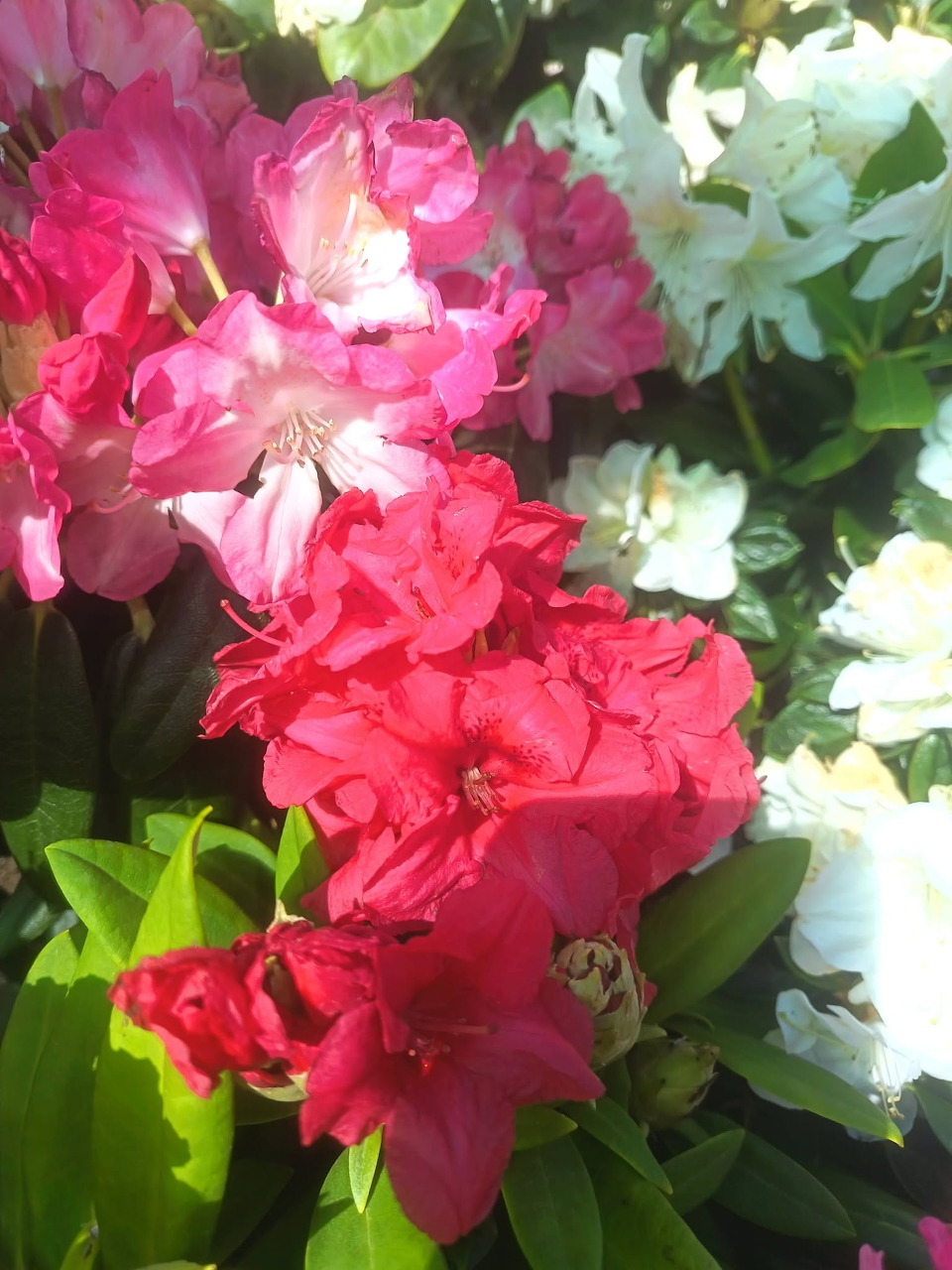 Close-up of pink and white flowers with green leaves