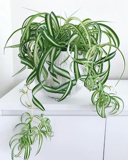 Spider Plant Pot