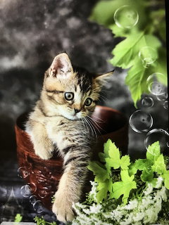 Young tabby kitten in wicker basket with green plants and floating bubbles