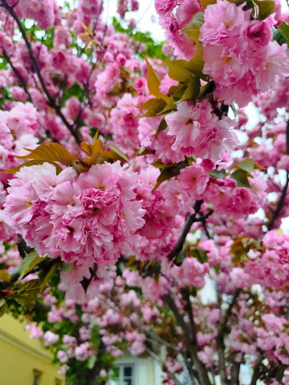 Pink cherry blossom flowers on slender branches in spring bloom.