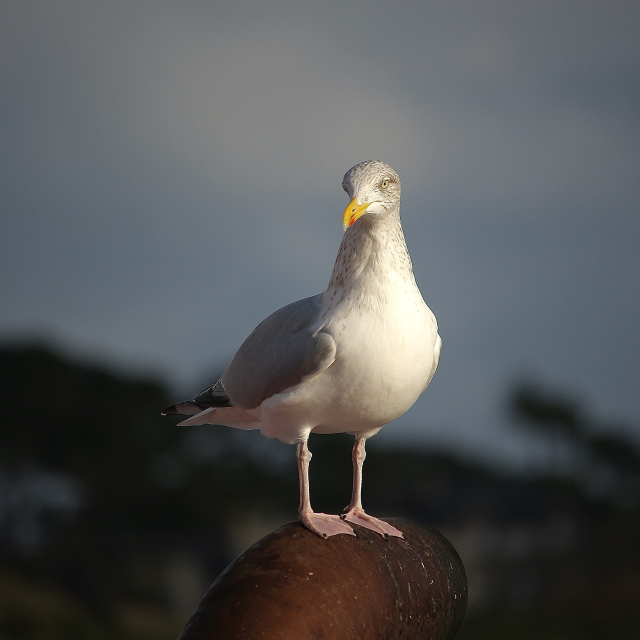 White seagull with gray wings perched on brown wooden post looking at camera
