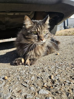 Cat Resting Under Car