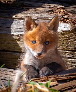 Young red fox cub with blue eyes peeking out from between old wooden logs in sunlight