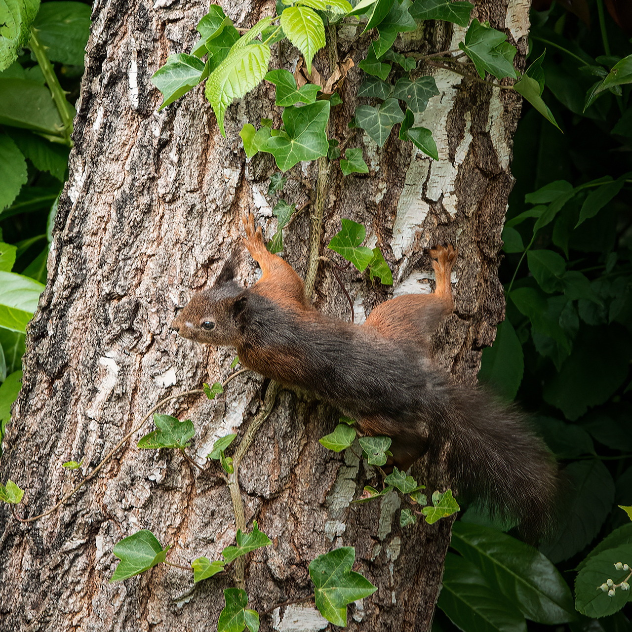 Red squirrel climbing on a tree trunk with green leaves and ivy