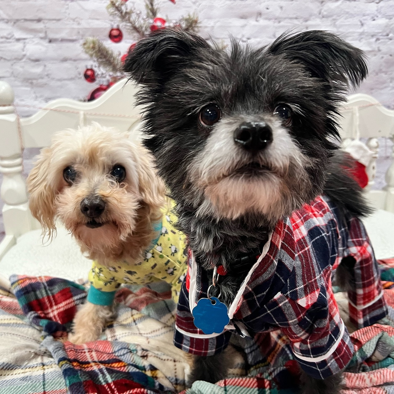 Two Dogs in Plaid Shirts
