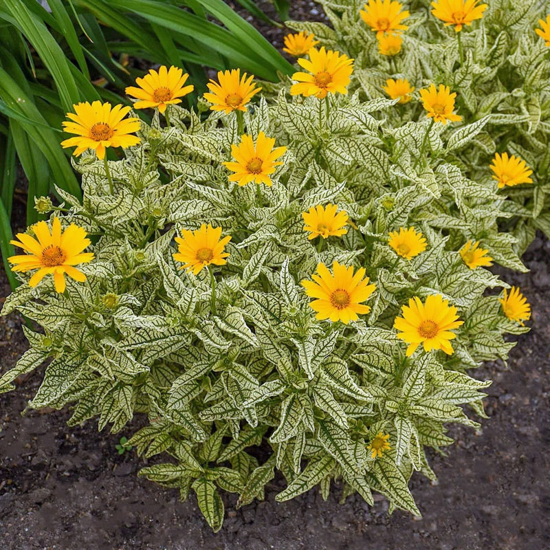 Heliopsis Variegated Yellow Blooms