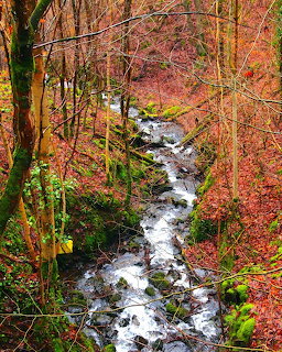 Killiecrankie Woods Scotland