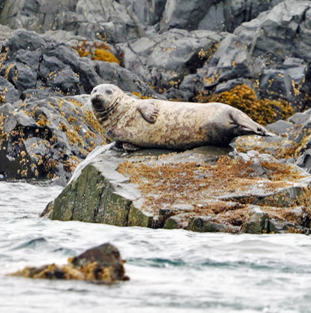 Seal lying on coastal rocks beside choppy ocean water