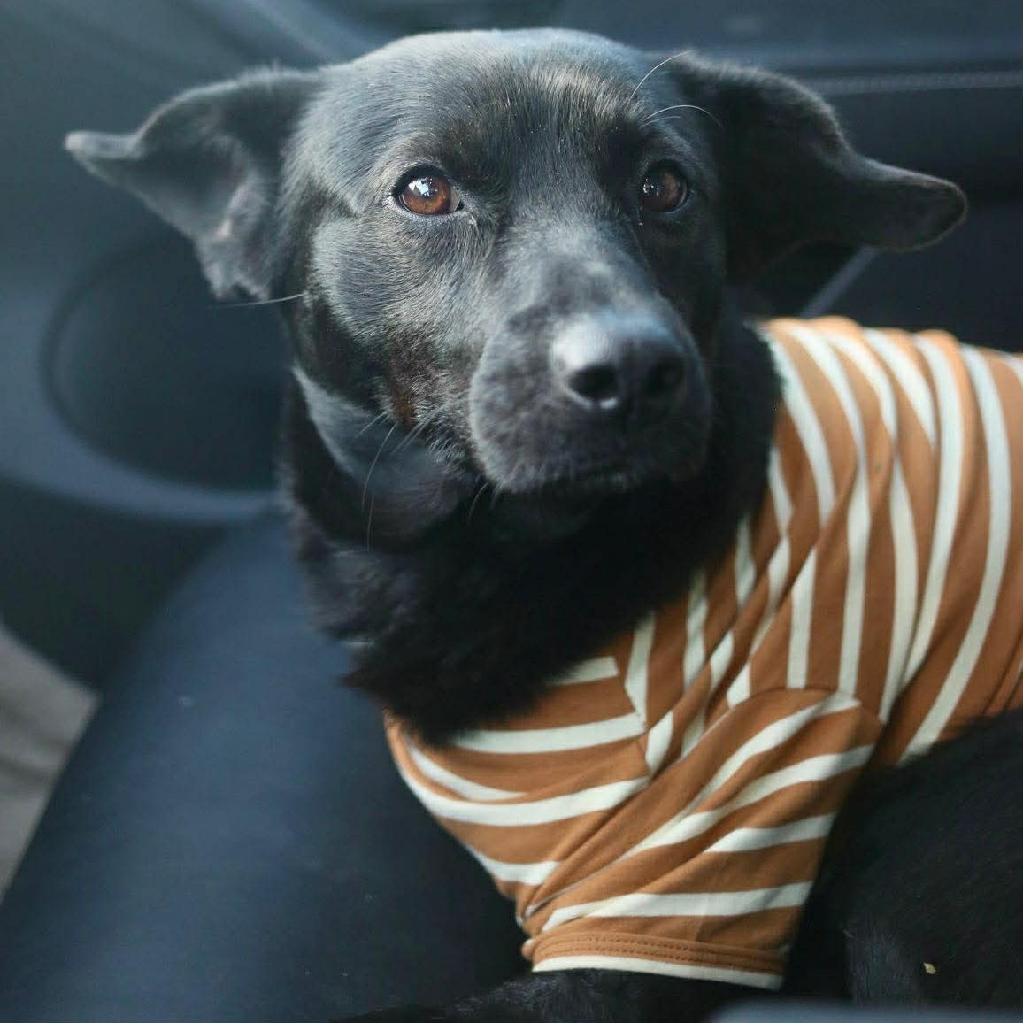 Black dog wearing orange and white striped shirt looking at camera