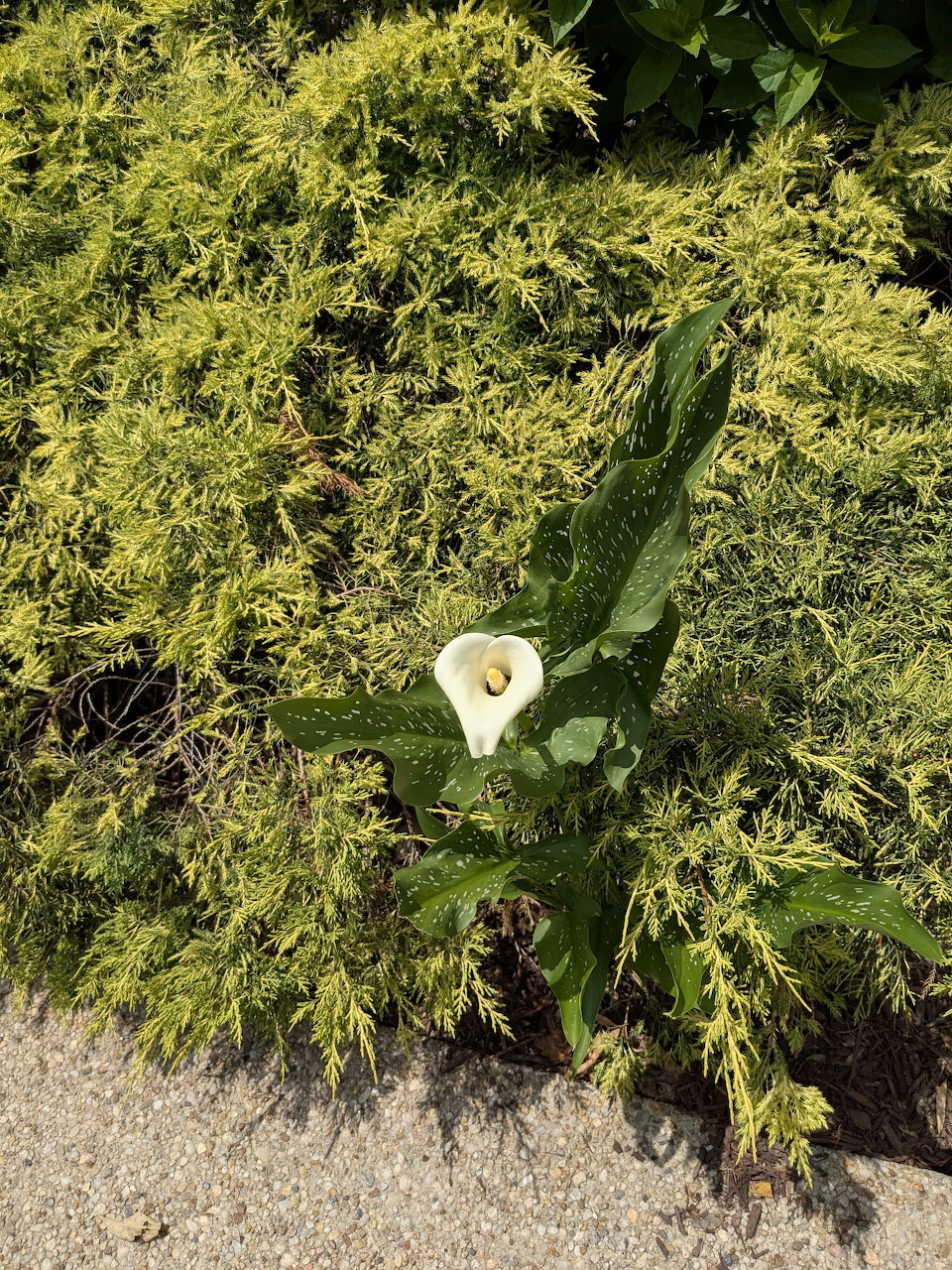 White butterfly on green leaves with yellow flowers in background
