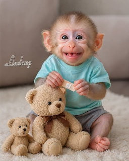 Baby monkey in blue shirt holding teddy bear toys
