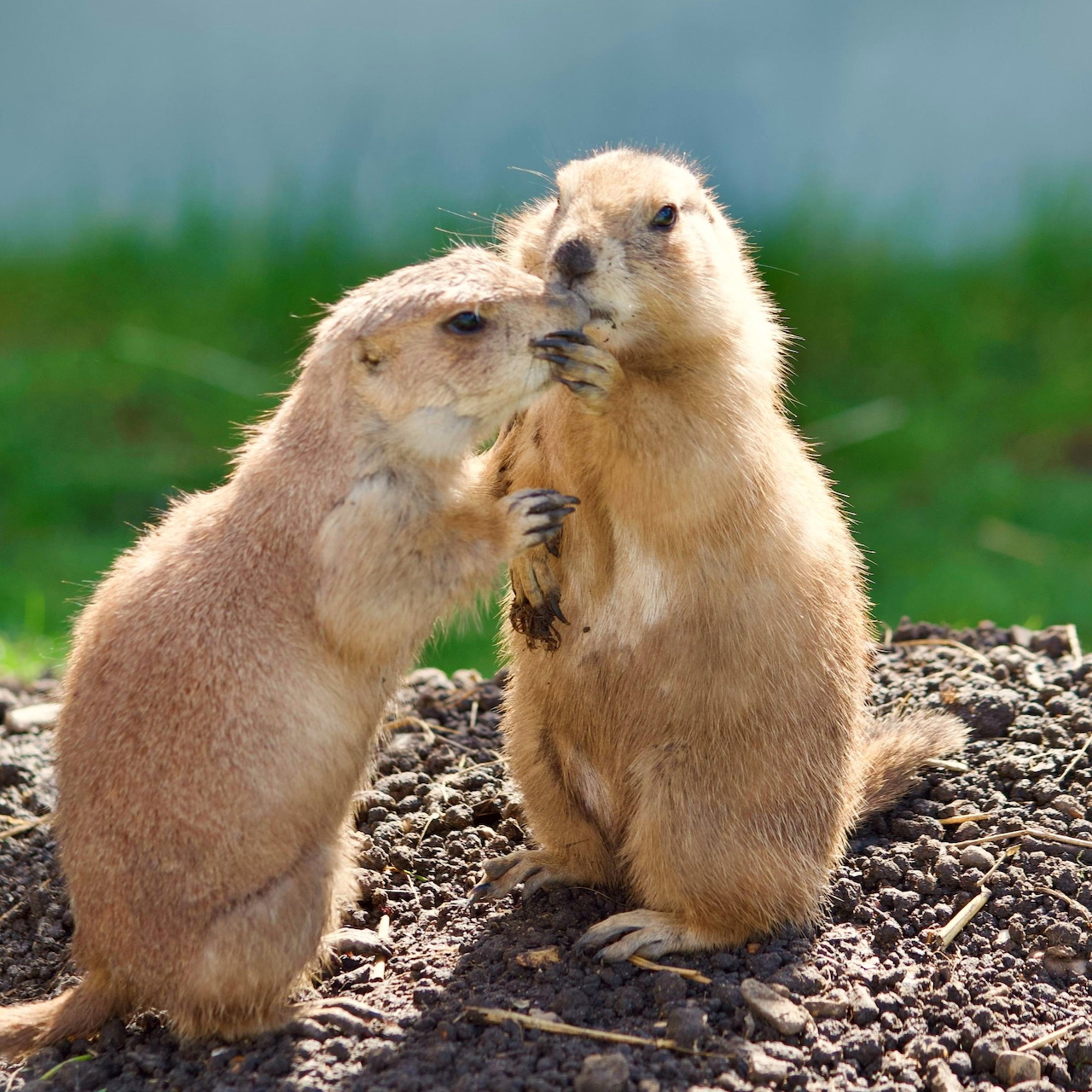 Two prairie dogs standing on hind legs touching noses together on earthy ground