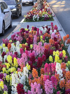 Colorful snapdragons blooming in a street median beside parked cars