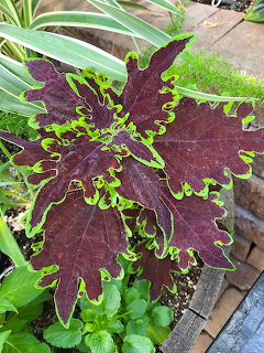 Close-up of a coleus plant with dark purple leaves rimed in bright green in a garden planter