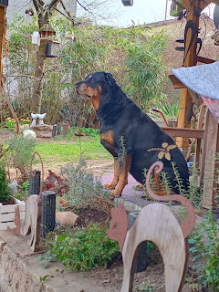 Rottweiler sitting on wooden bench in garden setting with birdhouses and greenery